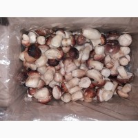 Продаємо гриби лісові білі, лисички, опеньки (свіжі, сушені, заморожені, мариновані)