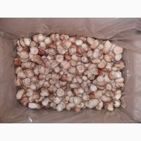 Продаємо гриби лісові білі, лисички, опеньки (свіжі, сушені, заморожені, мариновані)
