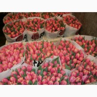 Продаю оптом цветы тюльпанов с Нидерландов