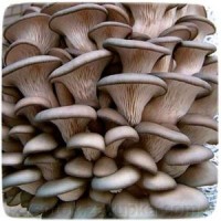 Мицелий гриба Вешенка обыкновенная