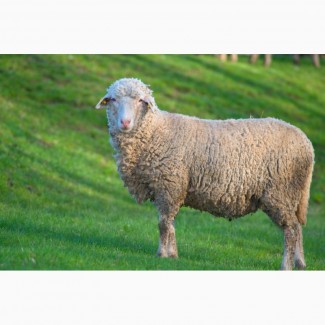 Продам овечок (ярок та маток)породи меринос