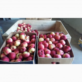 Продаю яблука сорт айдаред загазовані є обєм 50тон малінові