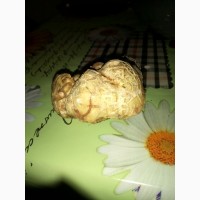 Продам труфель гриби істрийський білий