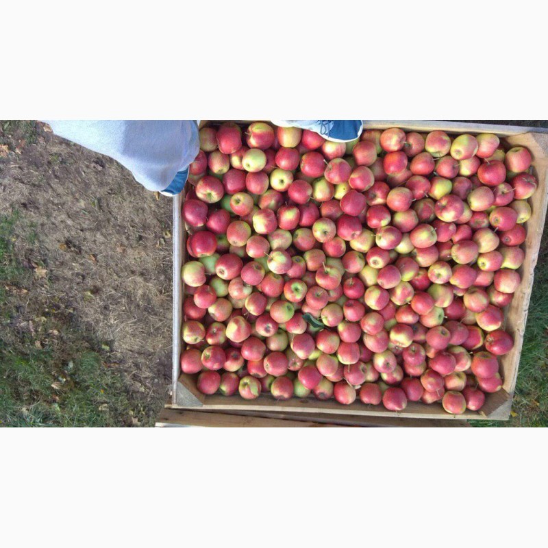 Фото 6. Продам яблука з холодильника( фрешовані )