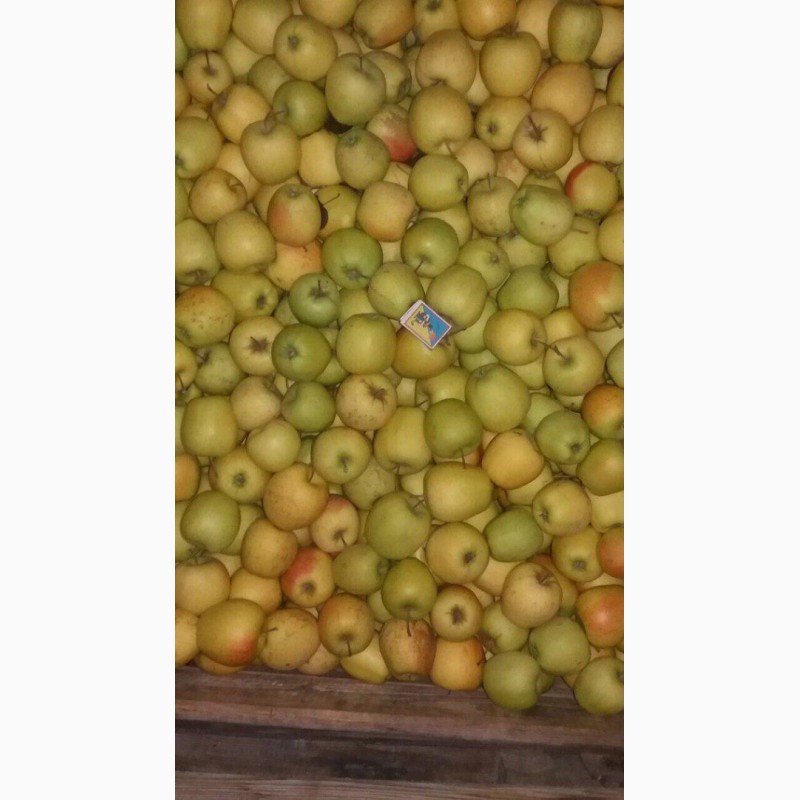 Фото 8. Продам яблука з холодильника( фрешовані )