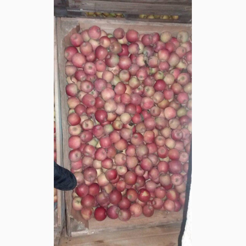 Фото 4. Продам яблука з холодильника( фрешовані )