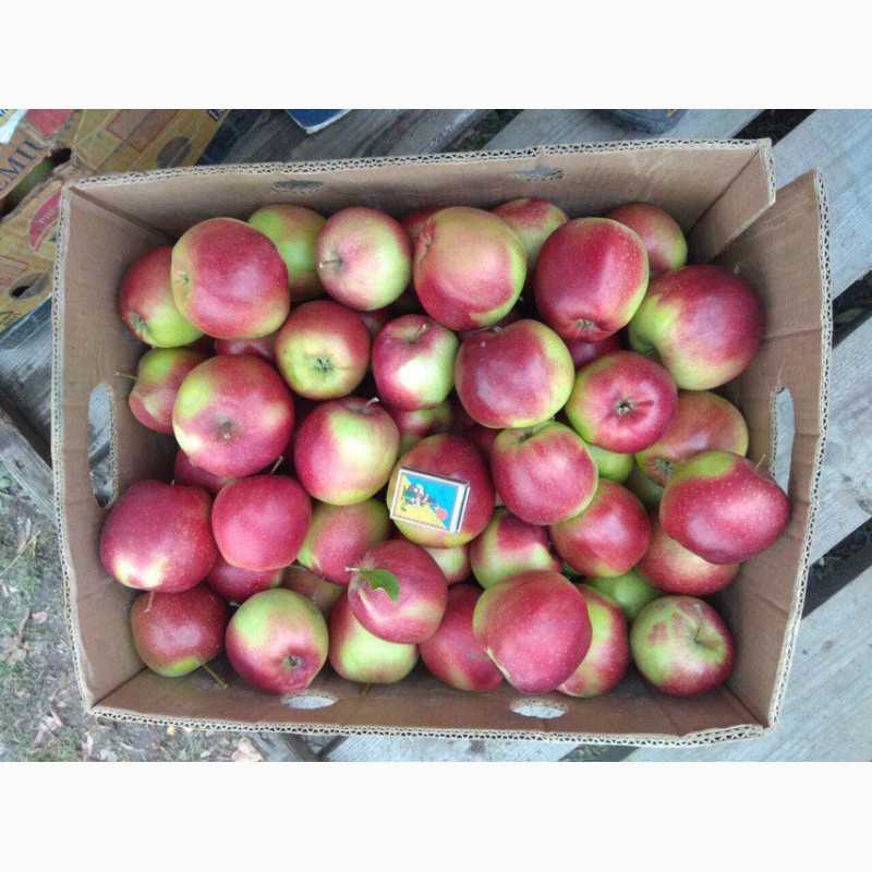Фото 2. Продам яблука з холодильника( фрешовані )