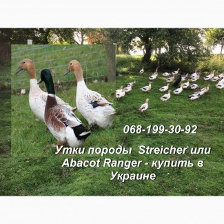 Продам утку породы Anatra Streicher Стрейчер в Украине; семья уток для разведения