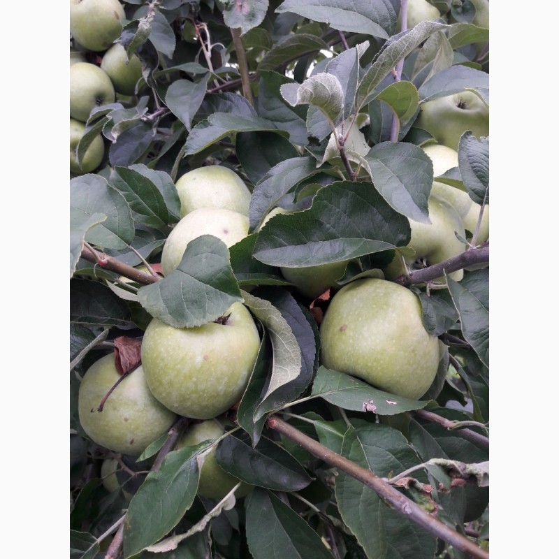 Фото 5. Продам яблуко від виробника. Голден, Чемпіон, Флоріна, Семиренко, Айдаред