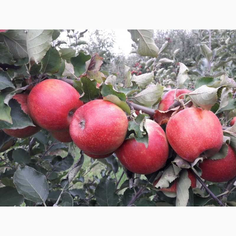 Фото 7. Продам яблуко від виробника. Голден, Чемпіон, Флоріна, Семиренко, Айдаред
