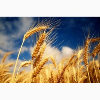 Куплю: пшеницю (2, 3 кл, фураж)
