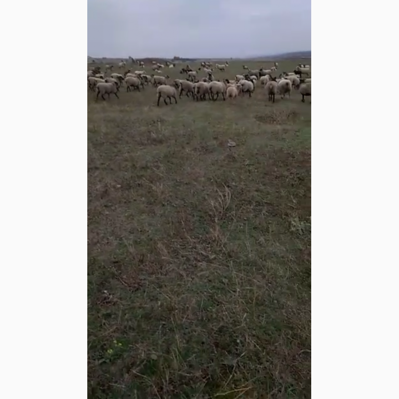 Фото 2. Продам овцы романовская порода 120 голов