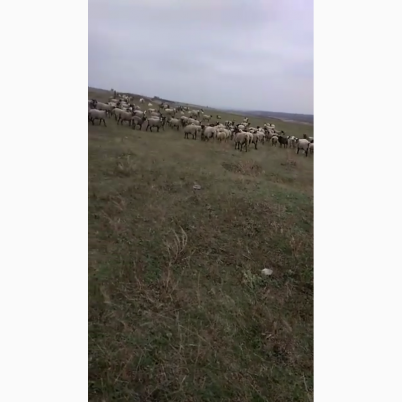 Фото 3. Продам овцы романовская порода 120 голов