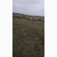 Продам овцы романовская порода 120 голов