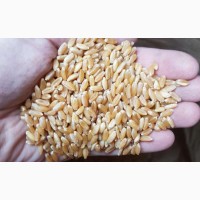 Семена пшеницы ZELMA канадский ярый трансгенный сорт (элита)