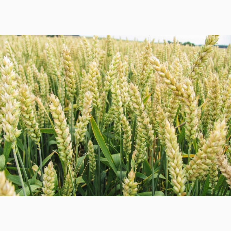 Фото 5. Семена пшеницы ZELMA канадский ярый трансгенный сорт (элита)