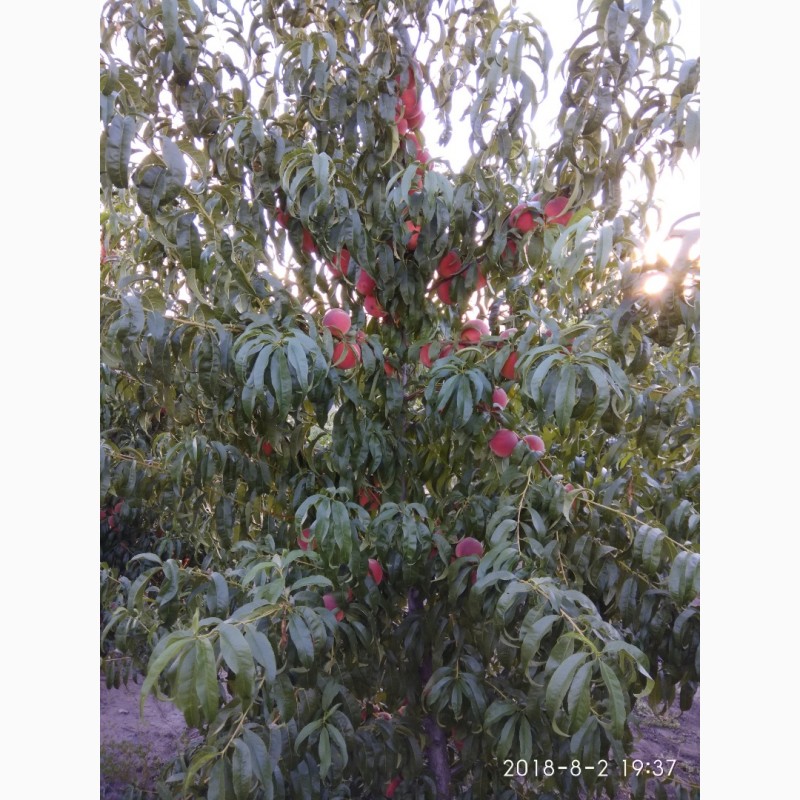 Фото 6. Обрезка плодовых деревьев