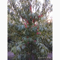 Обрезка плодовых деревьев