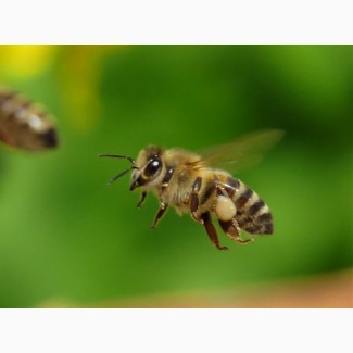 Пчелосемьи, пчелы (Дадан), пасека 2019 (ЛНР)