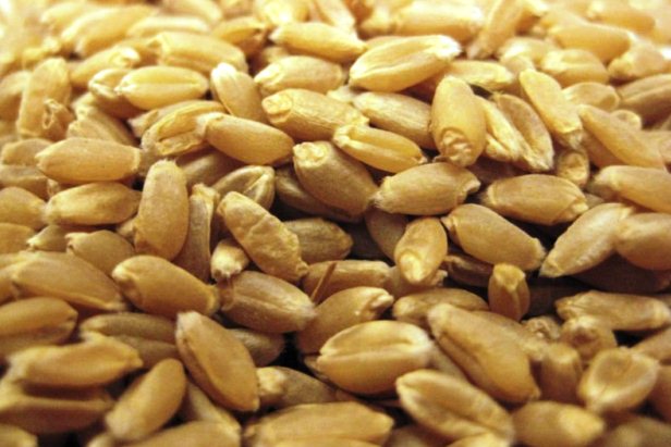 Фото 2. Насіння пшениці Канадский ярый трансгенный сорт твердой пшеницы DENTON Семена сои