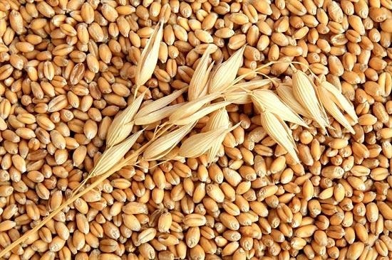 Фото 3. Насіння пшениці Канадский ярый трансгенный сорт твердой пшеницы DENTON Семена сои