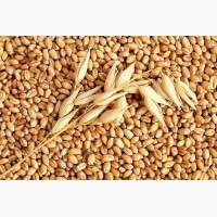 Насіння пшениці Канадский ярый трансгенный сорт твердой пшеницы DENTON Семена сои