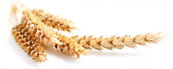 Фото 4. Насіння пшениці Канадский ярый трансгенный сорт твердой пшеницы DENTON Семена сои