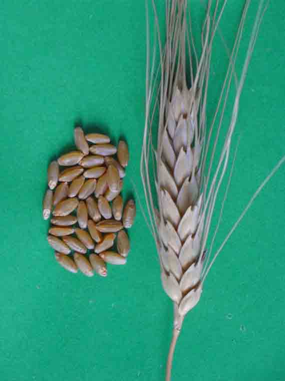 Фото 5. Насіння пшениці Канадский ярый трансгенный сорт твердой пшеницы DENTON Семена сои