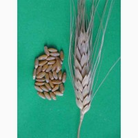 Насіння пшениці Канадский ярый трансгенный сорт твердой пшеницы DENTON Семена сои