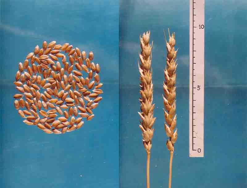 Фото 6. Насіння пшениці Канадский ярый трансгенный сорт твердой пшеницы DENTON Семена сои