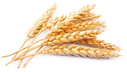 Фото 7. Насіння пшениці Канадский ярый трансгенный сорт твердой пшеницы DENTON Семена сои