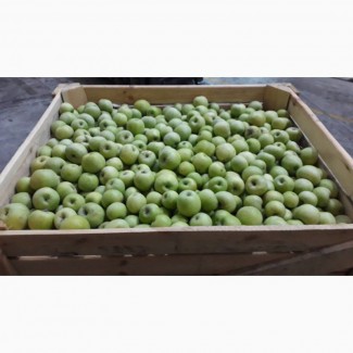АКЦИЯ!!! Продажа с РГС камер свежего яблока урожай 2018 года