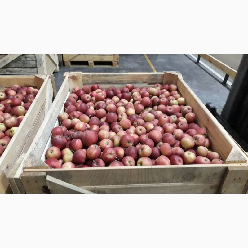 Фото 2. АКЦИЯ!!! Продажа с РГС камер свежего яблока урожай 2018 года
