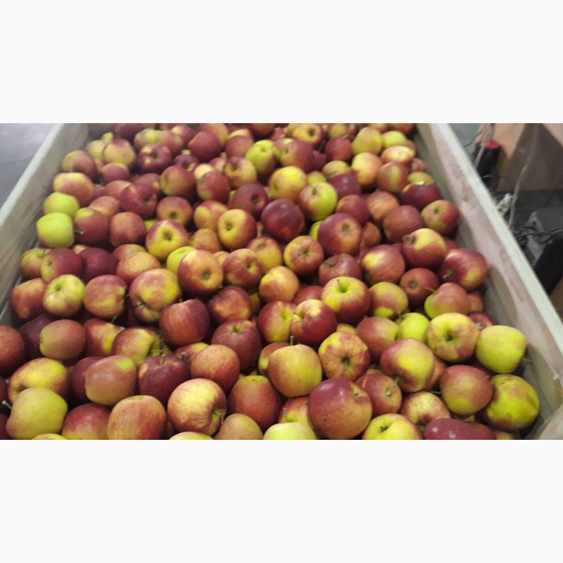 Фото 3. АКЦИЯ!!! Продажа с РГС камер свежего яблока урожай 2018 года