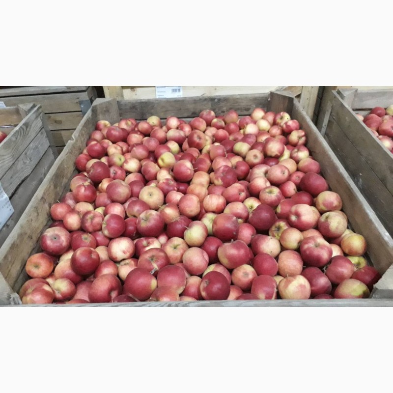 Фото 4. АКЦИЯ!!! Продажа с РГС камер свежего яблока урожай 2018 года