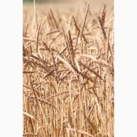 Підприємство купляє пшеницю некондиційну, некласну, з сажкою. Вся Україна+самовивіз