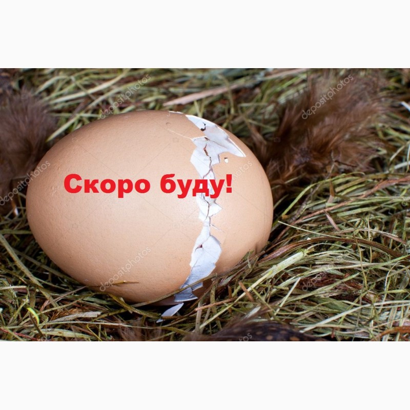 Фото 2. Инкубационное яйцо бройлеров.Венгрия, Украина.Всегда в наличии