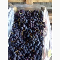 Продам виноград сорт Кардинал