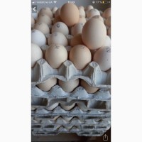 Яйця інкубаційні різних порід