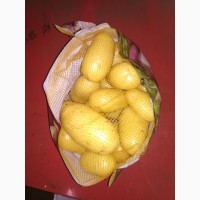 Товарный картофель мытый из Беларуси