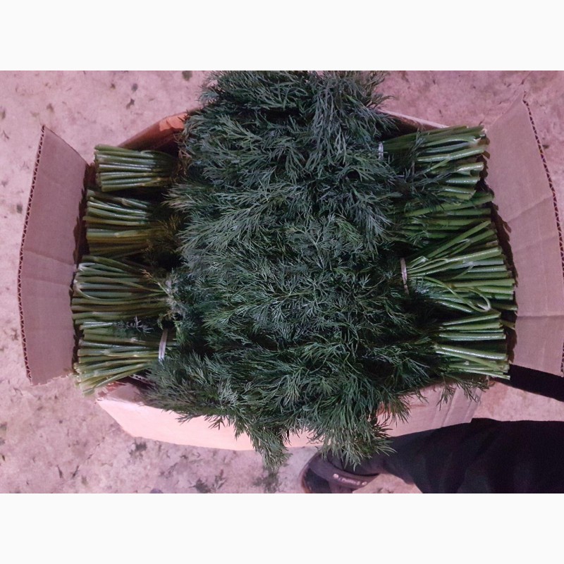 Фото 4. Предлагаем укроп, петрушку и зеленый лук из Узбекистана