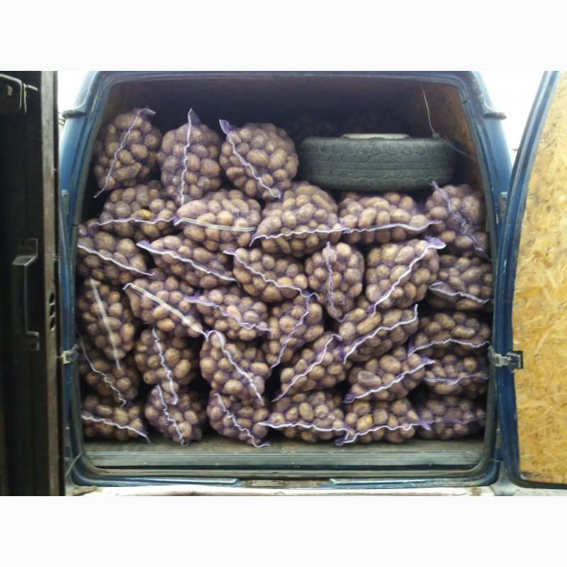 Фото 3. Продам товарный и семенной картофель, сорт Гала, Аризона, Гранада