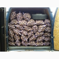 Продам товарный и семенной картофель, сорт Гала, Аризона, Гранада