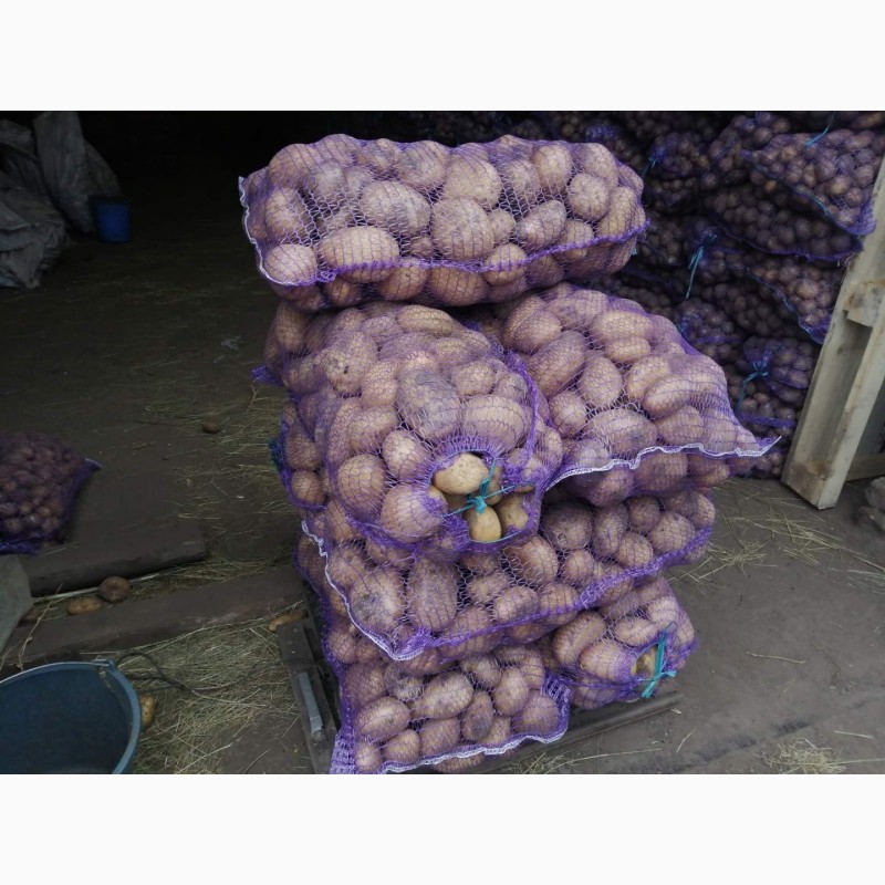 Продам товарный и семенной картофель, сорт Гала, Аризона, Гранада