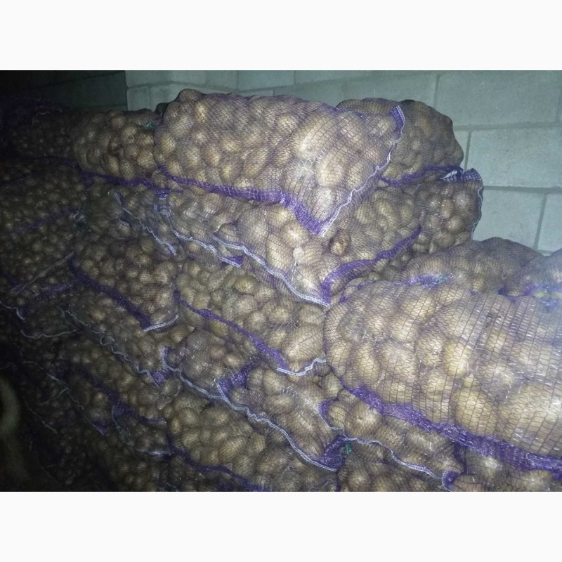 Фото 2. Продам товарный и семенной картофель, сорт Гала, Аризона, Гранада