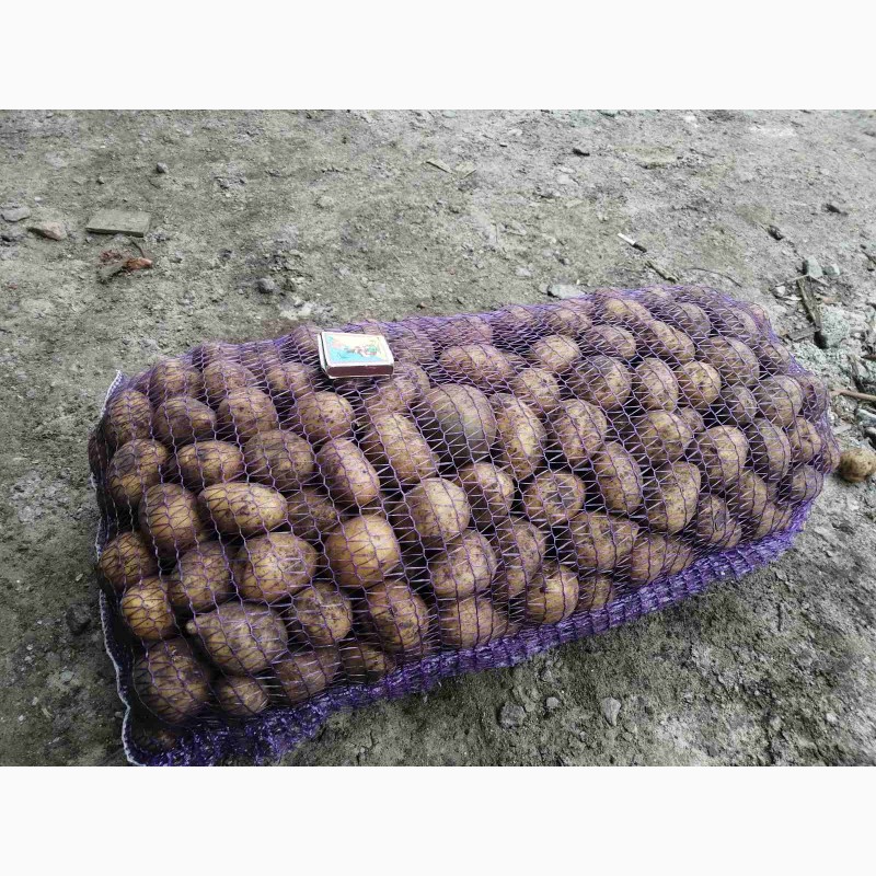 Фото 4. Продам товарный и семенной картофель, сорт Гала, Аризона, Гранада