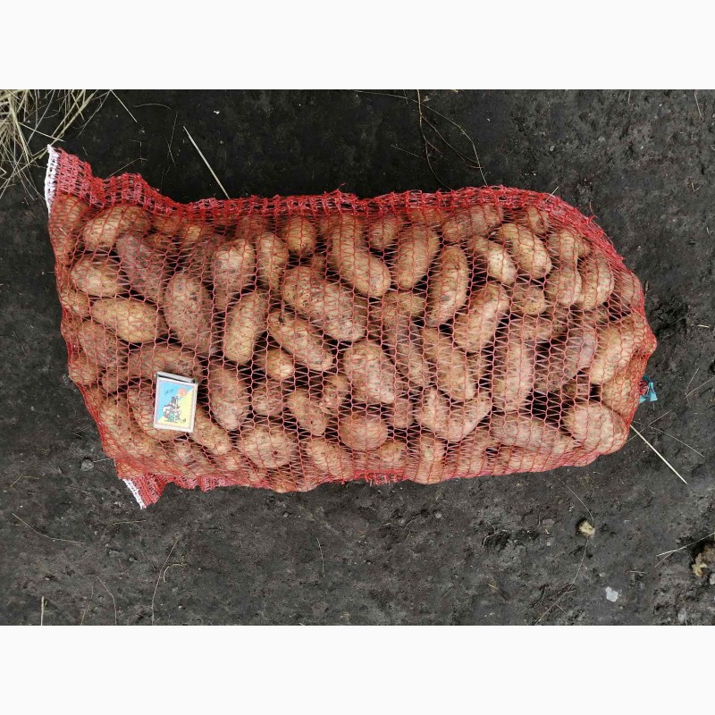 Фото 5. Продам товарный и семенной картофель, сорт Гала, Аризона, Гранада