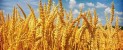 Високоякісне насіння озимої пшениці